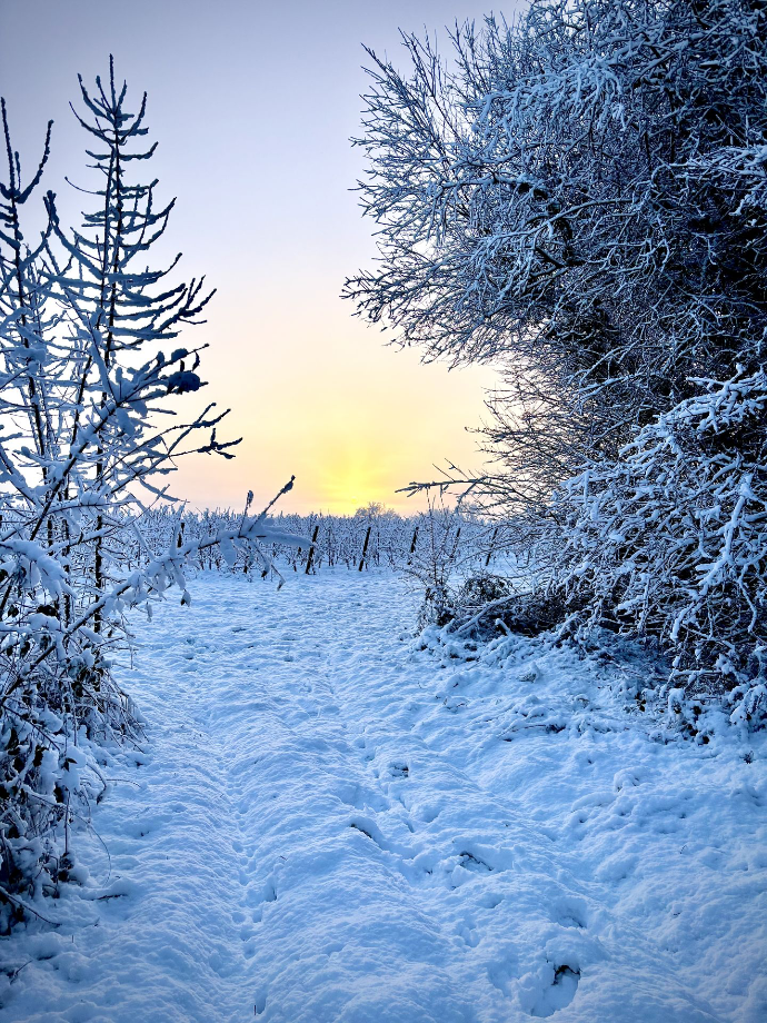 Chardonnay sous la neige - Les Quatre Journaux