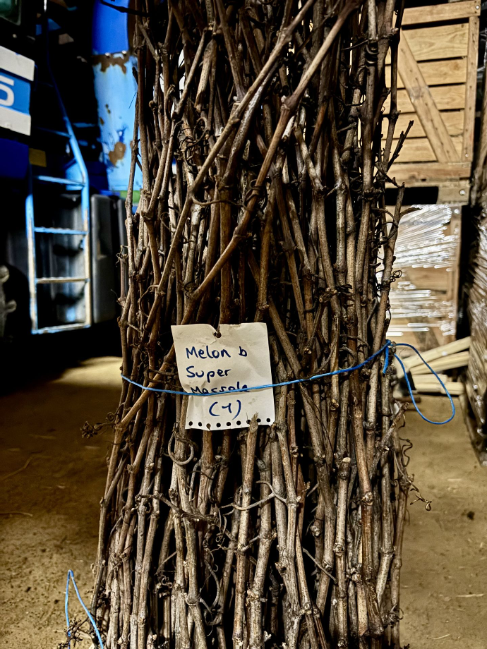 Super massale Bosseau